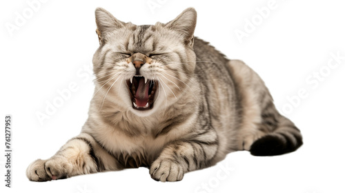 American Shorthair cat is crying, full body, beautiful, transparent background photo