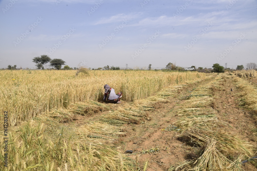 field of wheat. Wheat field Wheat closeup Harvest concept field of wheat. Wheat field Wheat closeup Harvest concept