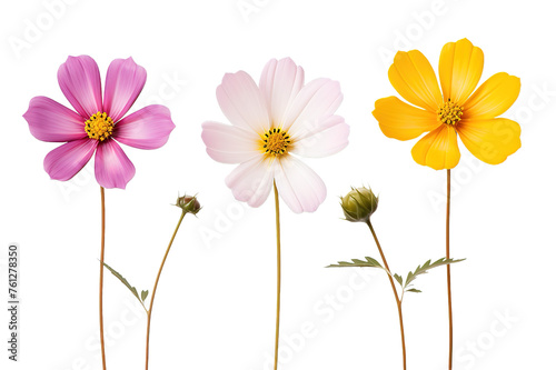 Colorful floral mix of fresh wild spring flowers. Floral isolated on a Transparent background. Generative AI