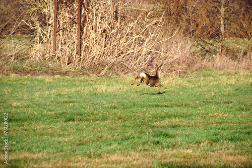 Deer on the run in a meadow. Jumping over the green grass. Animal photo © Martin