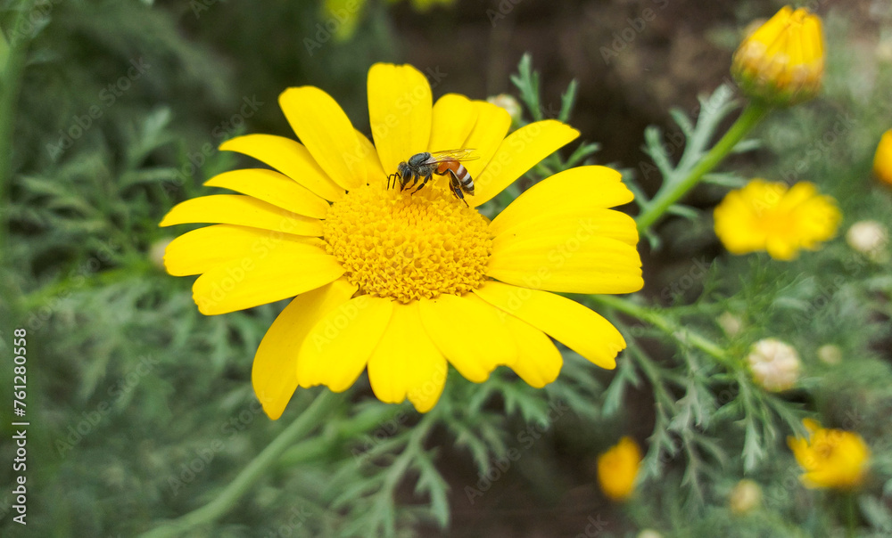 A Honey bee collecting pollen and nectar from a on Golden Yellow Daisy Flower at garden- Chrysanthemum coronarium, Garland Chrysanthemum A Honey bee collecting pollen and nectar from a on Golden Yellow Daisy Flower at garden- Chrysanthemum coronarium, Garland Chrysanthemum