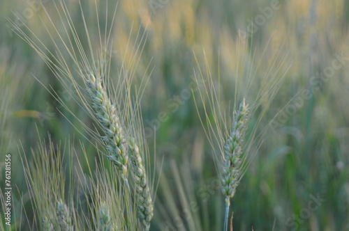  Ears of wheat.