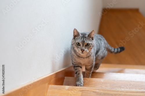 階段を上る猫 サバトラ猫