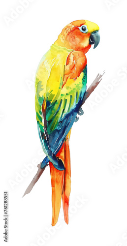 Sun Conure parrot watercolor good quality and good design