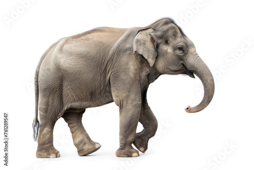 side-view  cute young elephant  trunk upwards  on transparency background PNG
