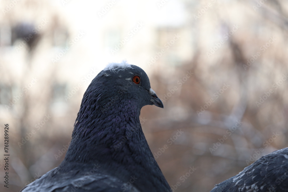 Obraz premium Male pigeon extreme closeup portrait, bird on the window, rainy day, pigeon beautiful portrait, pigeons eyes in macro, Extreme Close Up