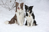 Two border collies togerther
