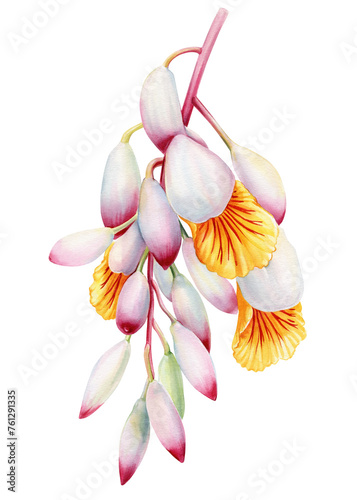 Cardamom flower on isolated background watercolor botanical illustration, hand drawing exotic flora, tropical plant © Hanna