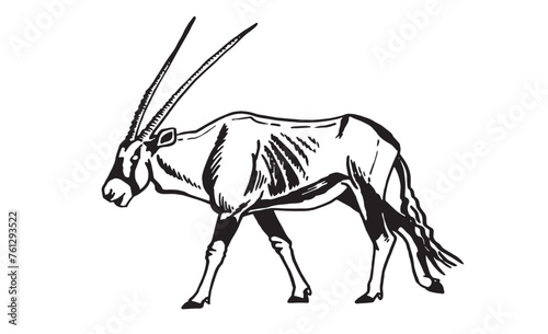 Graphical antelope walking on white background, vector illustration, savanna animal.
