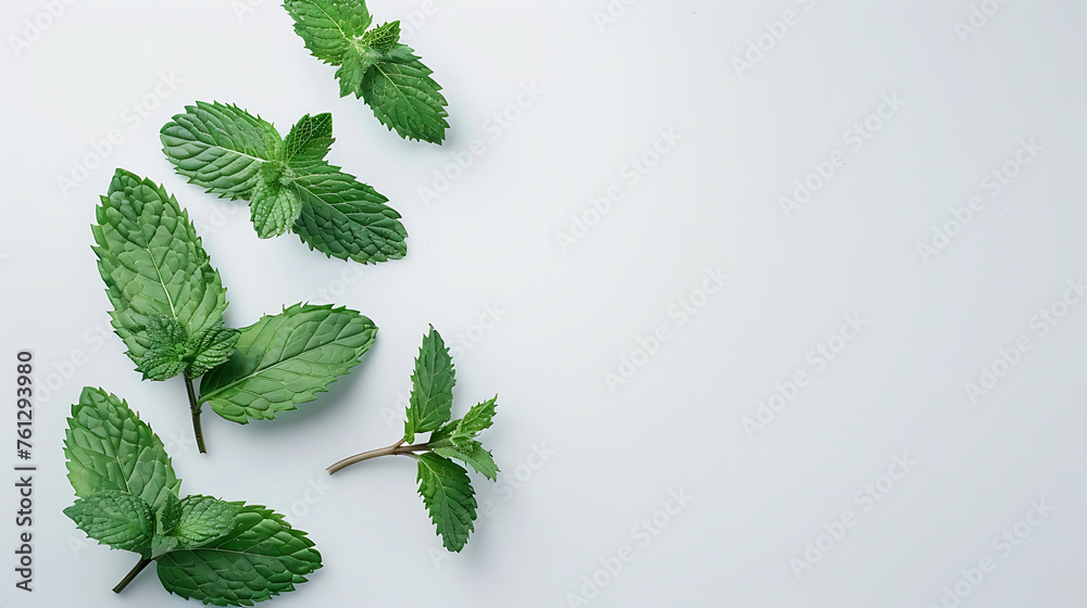 Mint leaves isolated white background bright green vision create a comfortable atmosphere for the view - obrazy, fototapety, plakaty 