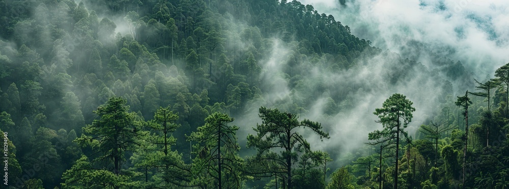 A panoramic view of the dense forest with misty clouds rising from its canopy - obrazy, fototapety, plakaty 