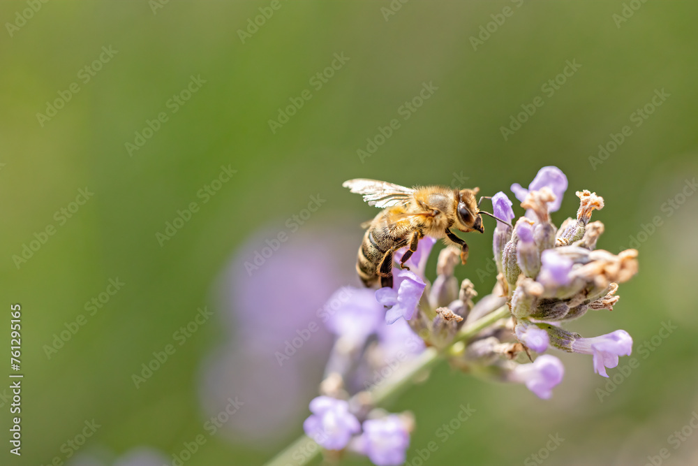 Closeup view of honey bee pollinating a lavender flower. Horizontal. Closeup view of honey bee pollinating a lavender flower. Horizontal.
