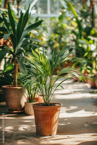Palmen und weitere Pflanzen in einem Gew  chshaus  Tropenhaus 