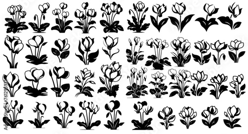 Stylised Single-Color Cyclamen Flower Illustration Collection