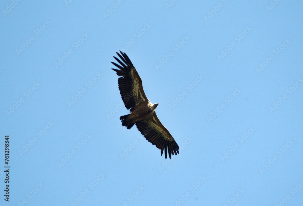 Vautour fauve,.Gyps fulvus, Griffon Vulture, Parc naturel régional des grands causses 48, Lozere, France Vautour fauve,.Gyps fulvus, Griffon Vulture, Parc naturel régional des grands causses 48, Lozere, France