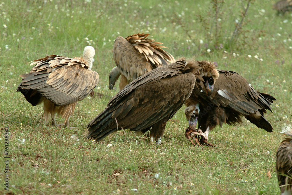 Obraz premium Vautour moine,.Aegypius monachus, Cinereous Vulture, Vautour fauve,.Gyps fulvus, Griffon Vulture, Parc naturel régional des grands causses 48, Lozere, France