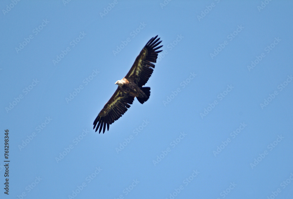 Vautour fauve,.Gyps fulvus, Griffon Vulture, Parc naturel régional des grands causses 48, Lozere, France Vautour fauve,.Gyps fulvus, Griffon Vulture, Parc naturel régional des grands causses 48, Lozere, France