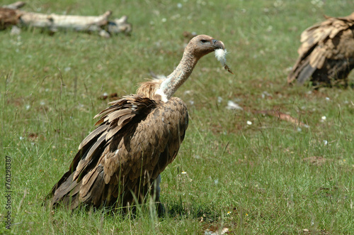 Vautour fauve .Gyps fulvus  Griffon Vulture  Parc naturel r  gional des grands causses 48  Lozere  France