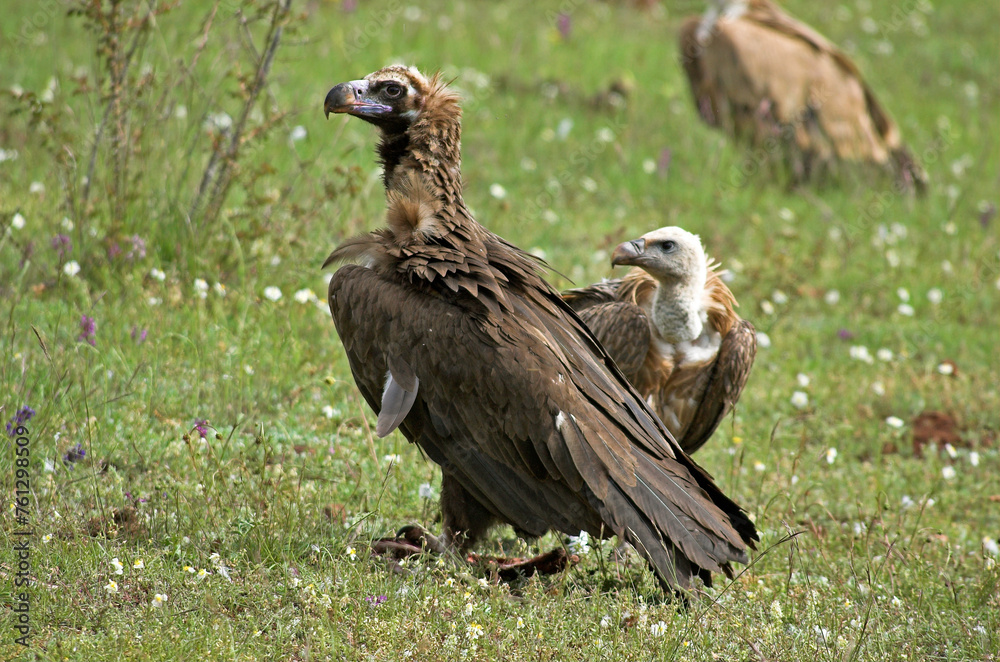 Vautour moine,.Aegypius monachus, Cinereous Vulture, Vautour fauve,.Gyps fulvus, Griffon Vulture, Parc naturel régional des grands causses 48, Lozere, France Vautour moine,.Aegypius monachus, Cinereous Vulture, Vautour fauve,.Gyps fulvus, Griffon Vulture, Parc naturel régional des grands causses 48, Lozere, France