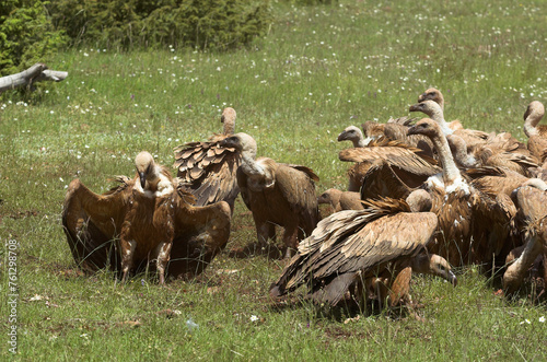 Vautour fauve,.Gyps fulvus, Griffon Vulture, Parc naturel régional des grands causses 48, Lozere, France