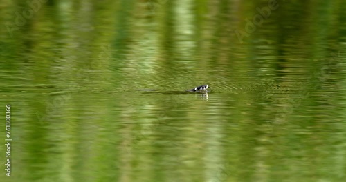 The grass snake is gliding on the water's surface photo