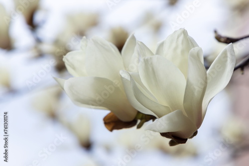 ハクモクレンの白い花