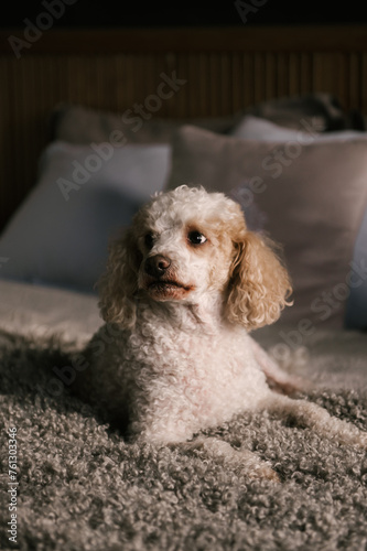 photo of a poodle dog on the bed in the bedroom