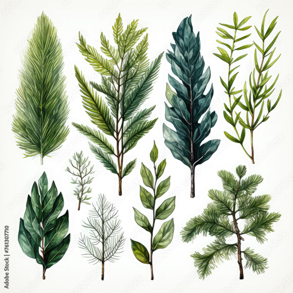 Watercolor Fir Branches Illustration, Generative Ai Watercolor Fir Branches Illustration, Generative Ai