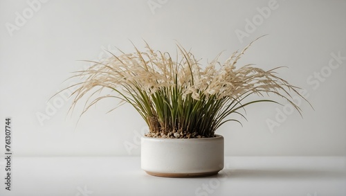 decorative grass in a vase isolated on a white table