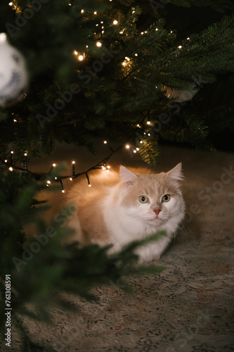 Beautiful New Year decor, fluffy cat under the Christmas tree