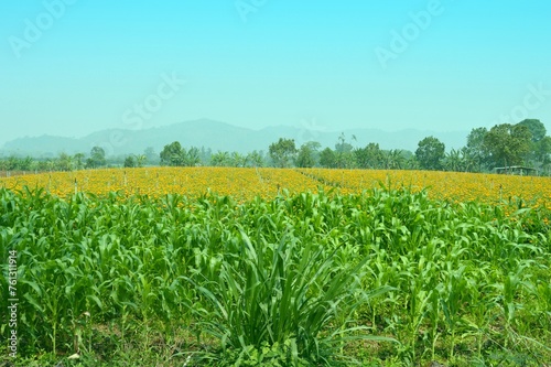 green field and flowers