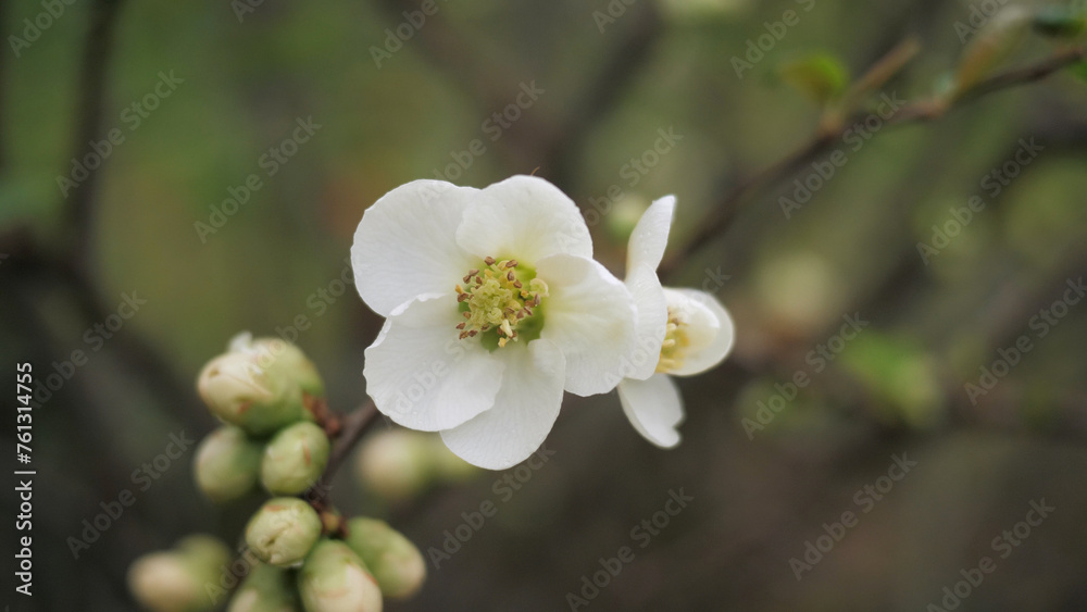 Soft pink spring flowers. Spring time. Beautiful nature. Soft pink spring flowers. Spring time. Beautiful nature.