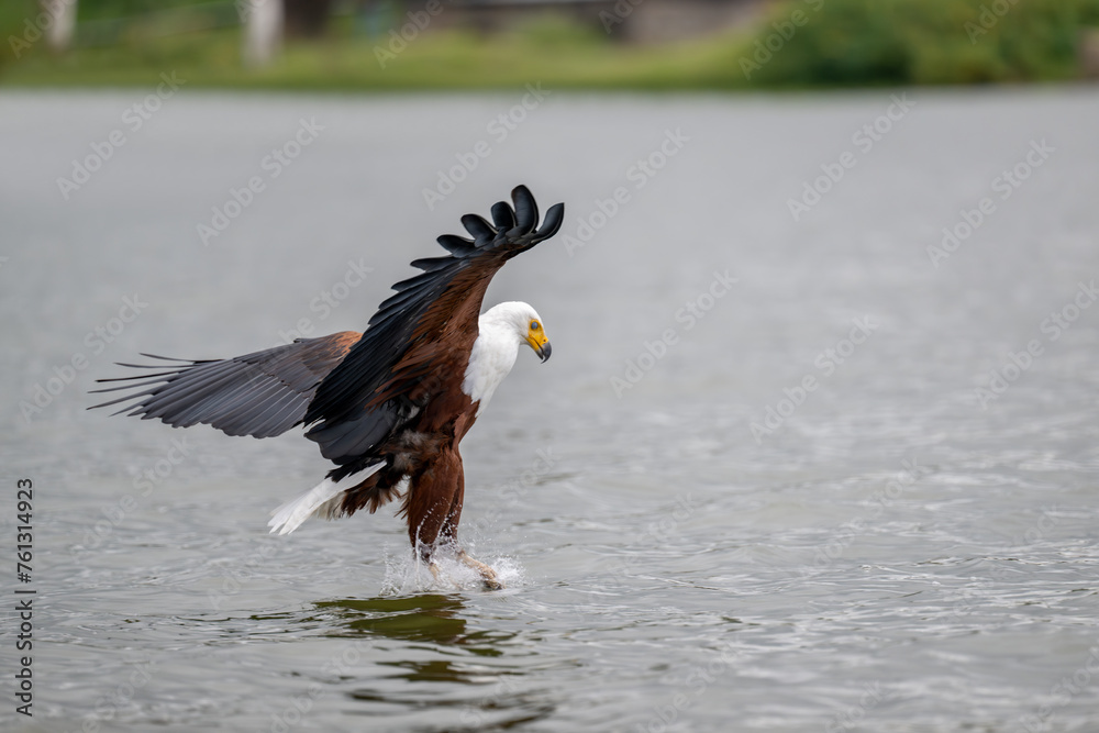 African Fish-Eagle, haliaeetus vocifer, Adult in flight, Chobe River, Okavango Delta in Botswana