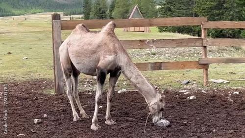 Altai camel licks salt in a pen