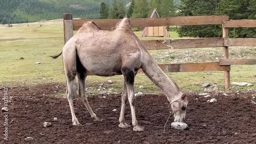 Altai camel licks salt in a pen