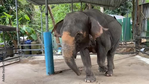 Asian elephant with chained paw in captivity