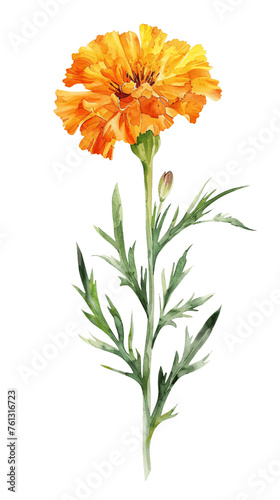 A single Marigold flower in the style of watercolor pseudo, on a transparent background October flower, Generative AI.