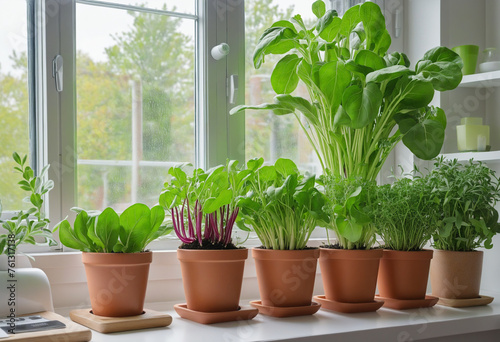 Grow your own trend  people growing veggies and herbs indoors on a sunny windowsill