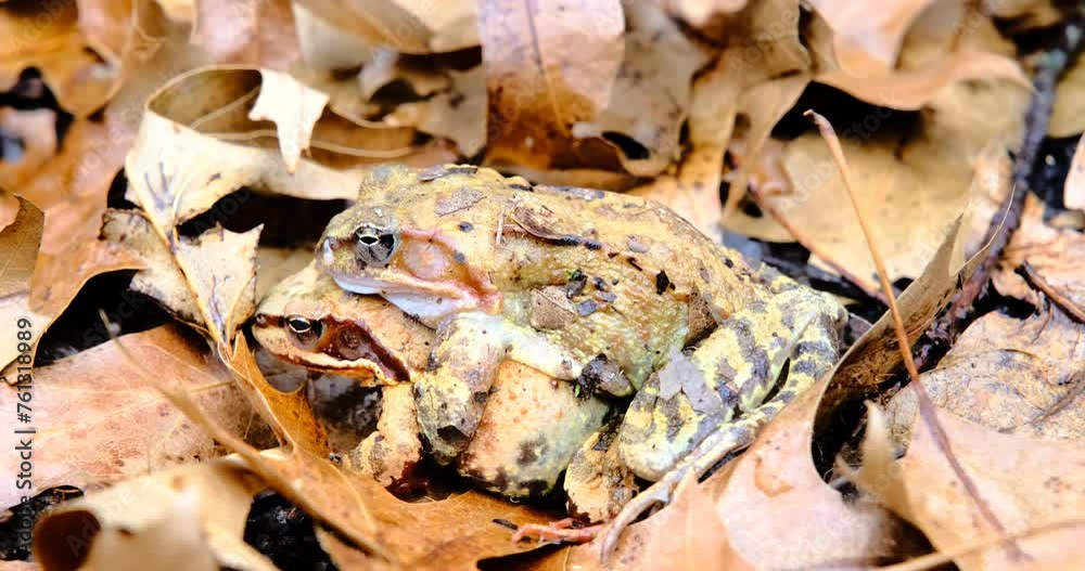 Two Common frogs mating in autumn foliage Two Common frogs mating in autumn foliage