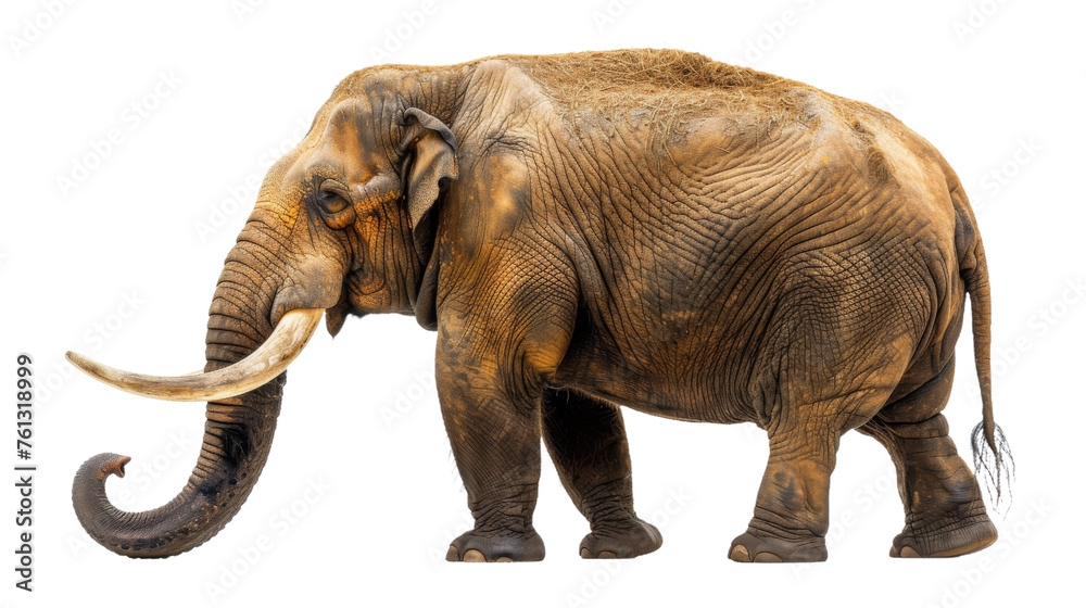 A powerful Asian elephant stands strong, its textured skin and tusks beautifully highlighted against a white backdrop, showcasing the wild elegance