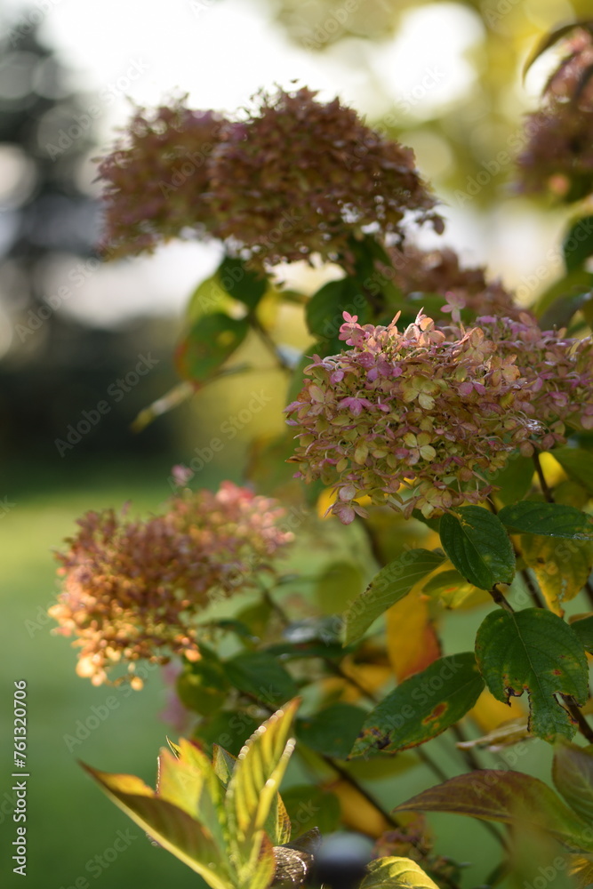 Hydranegea paniculata lime green and pink flowers on green bokeh garden background with shiny bokeh lights, selective focus blurred background. Autumn in garden. Hydranegea paniculata lime green and pink flowers on green bokeh garden background with shiny bokeh lights, selective focus blurred background. Autumn in garden.