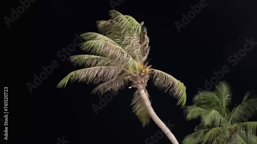 Palm tree against the night sky