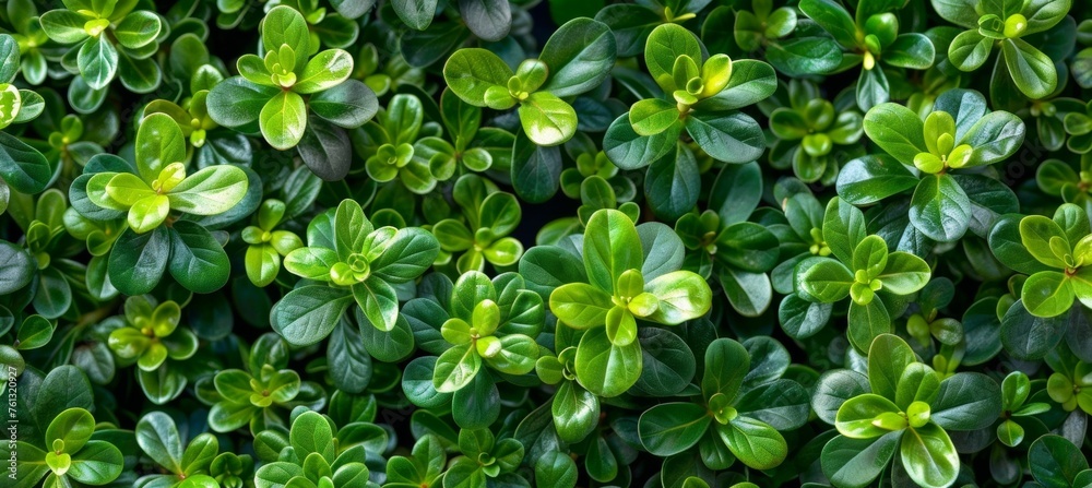 Closeup of green hedge wall texture with small leaves in garden, eco evergreen background Closeup of green hedge wall texture with small leaves in garden, eco evergreen background