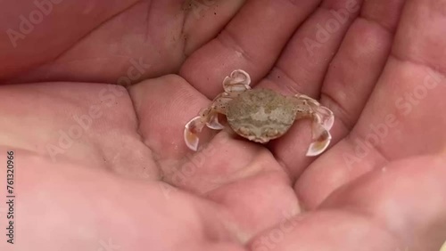 Small sand swimming crab in hands