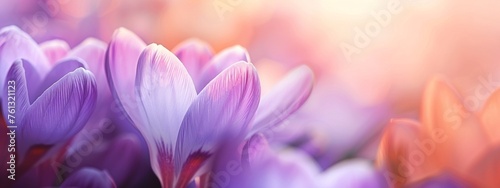 Background with purple crocuses  spring nature flowers  template for horizontal banner