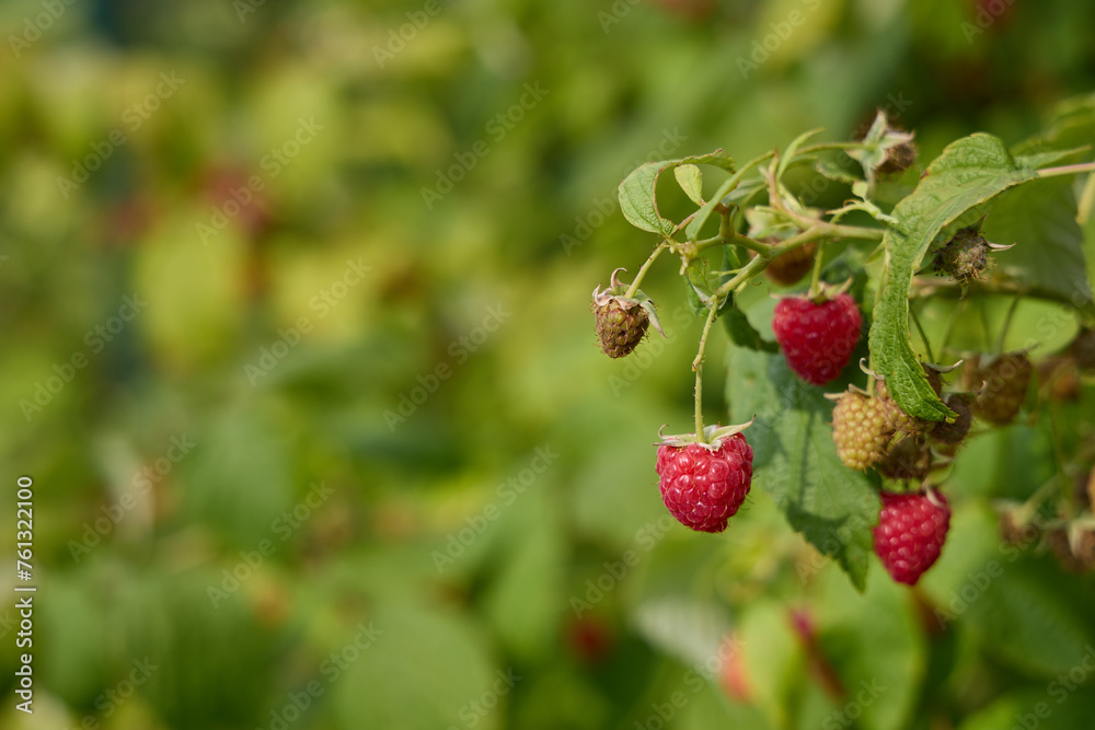 Raspberry bush with berries in garden Raspberry bush with berries in garden
