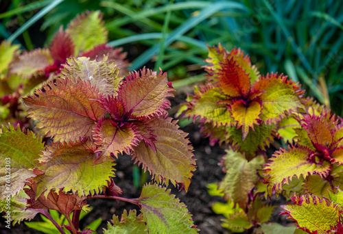Coleus Kingwood on a summer day in the park in close-up.