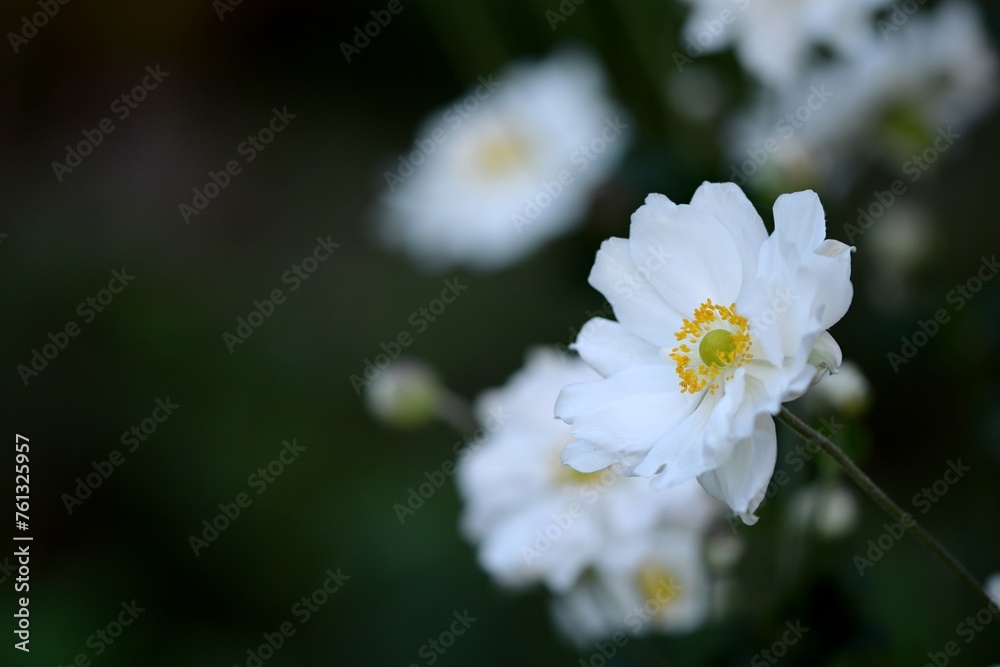Anemone scabiosa white flowers closeup on bokeh garden background, anemone japonica in summer garden, selective focus.
Anemone scabiosa white flowers closeup on bokeh garden background, anemone japonica in summer garden, selective focus.