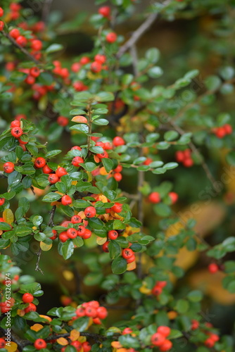 Rockspray red berries among dark green leaves, cotoneaster shrub. photo