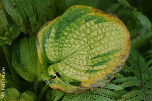 Green frosted and demaged funkia autumnal leaves closeup, natural autumn hosta leaf background. photo